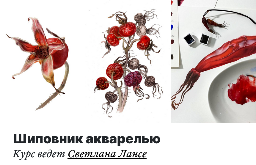 [Светлана Лансе] [lectoroom] Шиповник акварелью (2_0.png